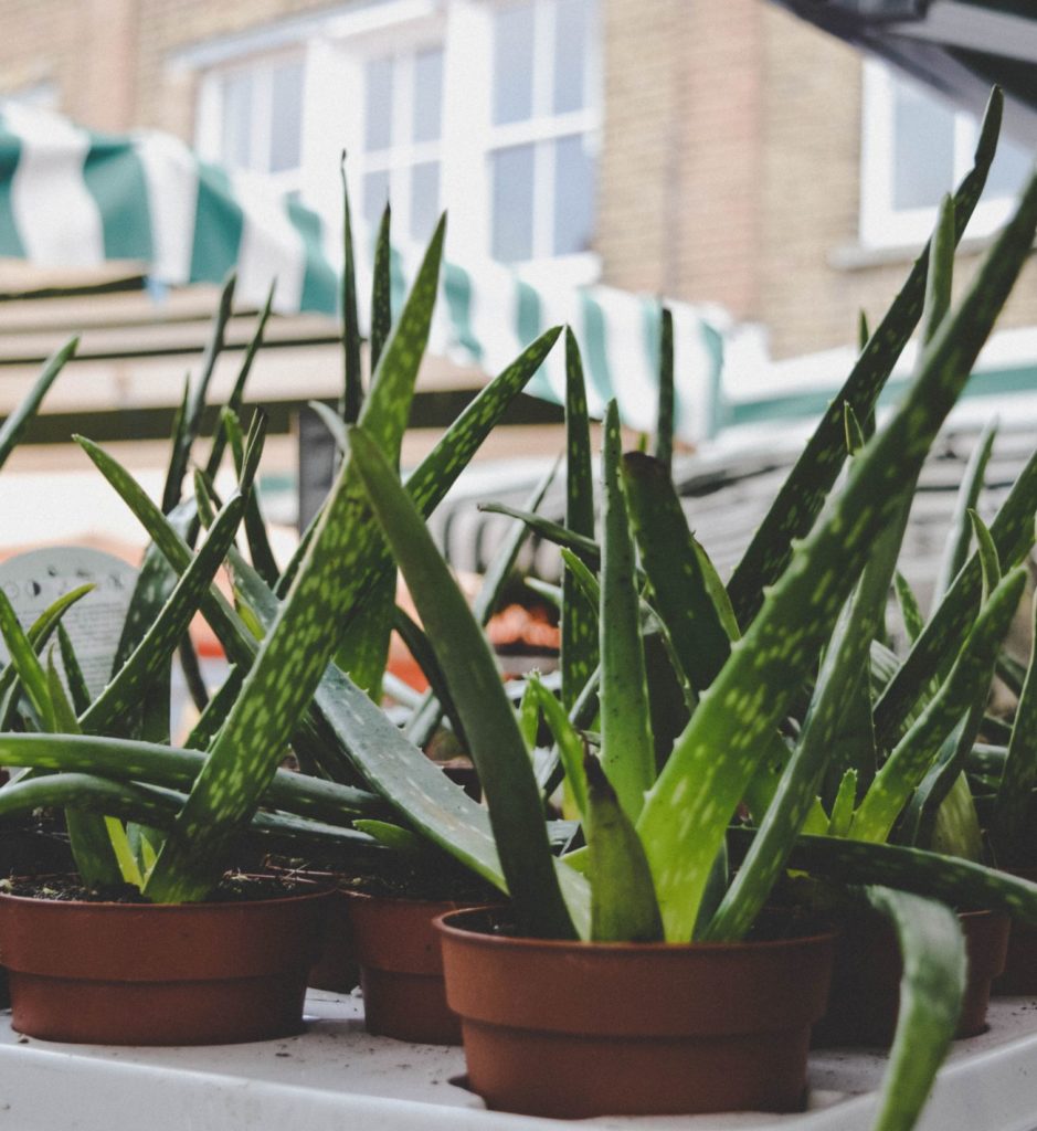 Make Your Space Look And Feel Better With These 12 NASA-Approved Houseplants