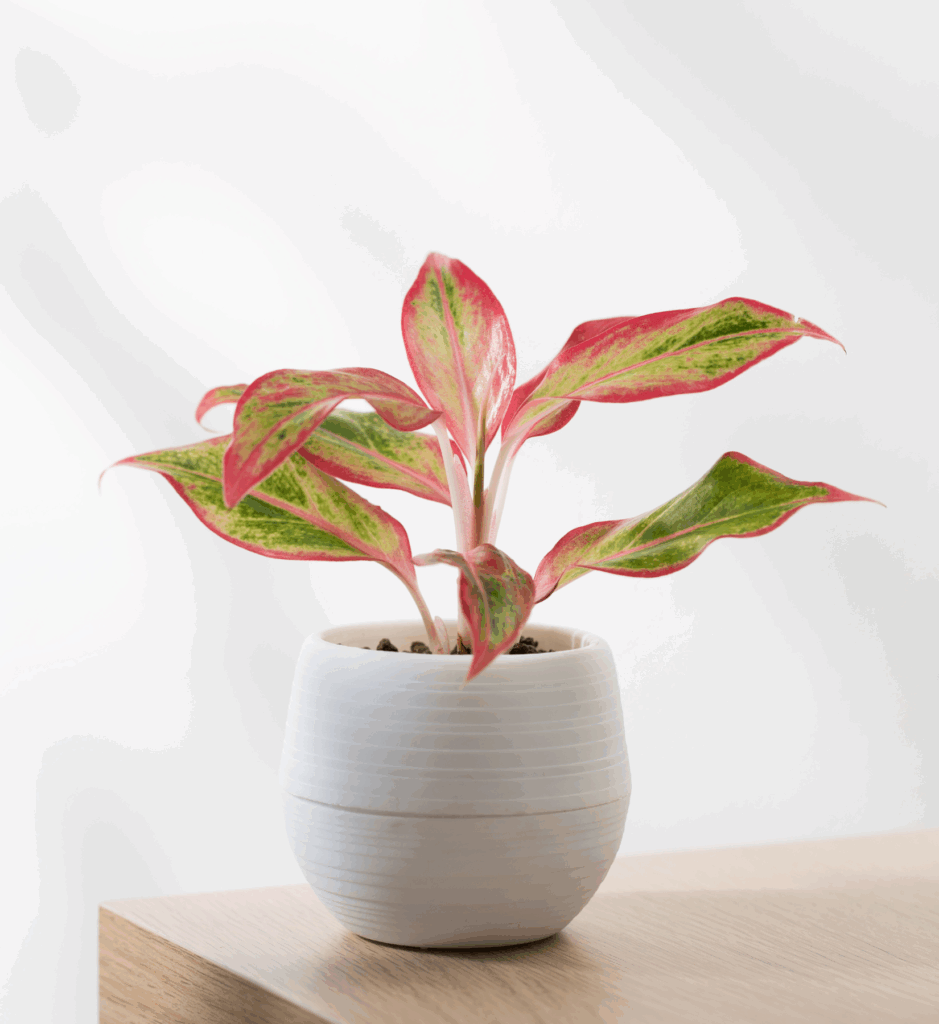 Make Your Space Look And Feel Better With These 12 NASA-Approved Houseplants