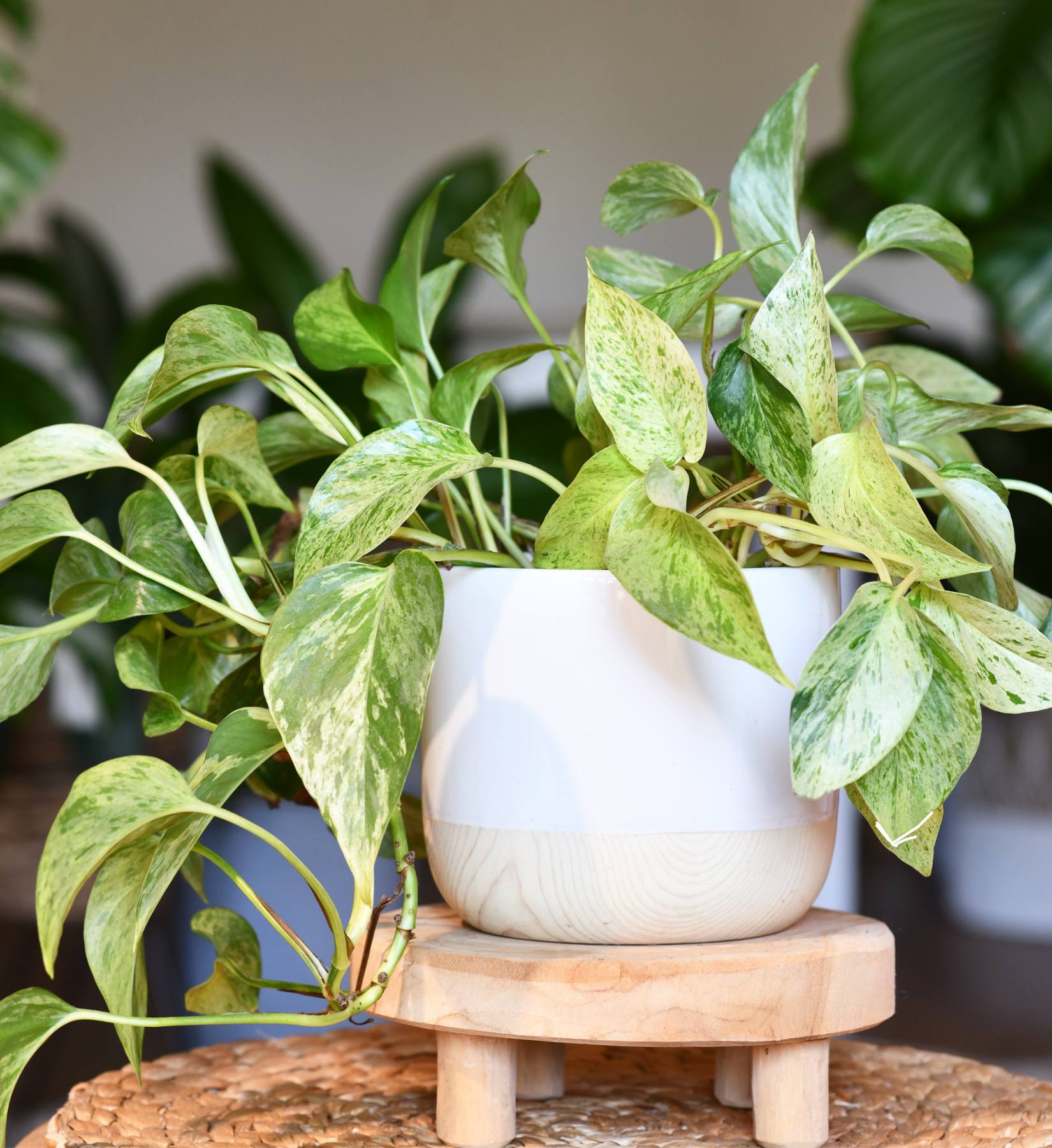 Make Your Space Look And Feel Better With These 12 NASA-Approved Houseplants