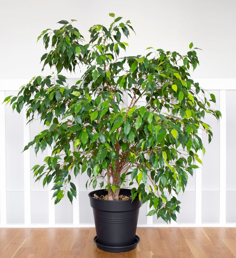 Make Your Space Look And Feel Better With These 12 NASA-Approved Houseplants