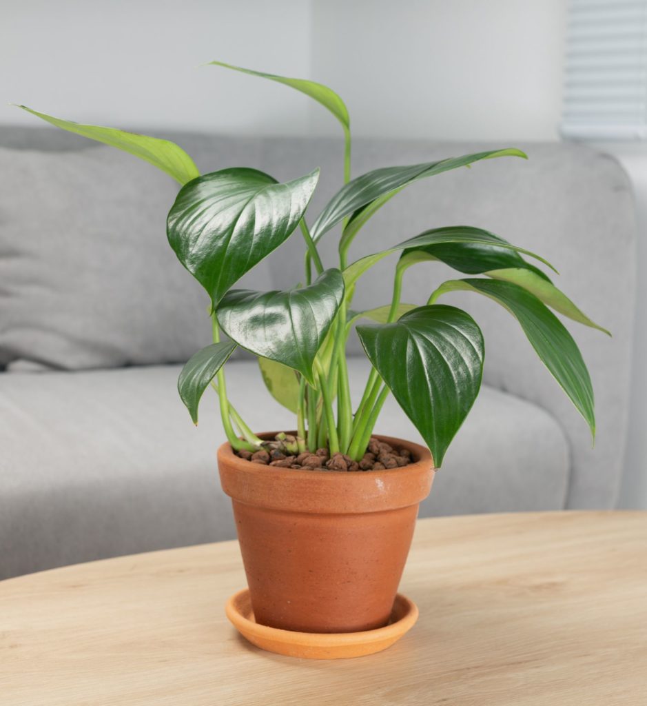 Make Your Space Look And Feel Better With These 12 NASA-Approved Houseplants
