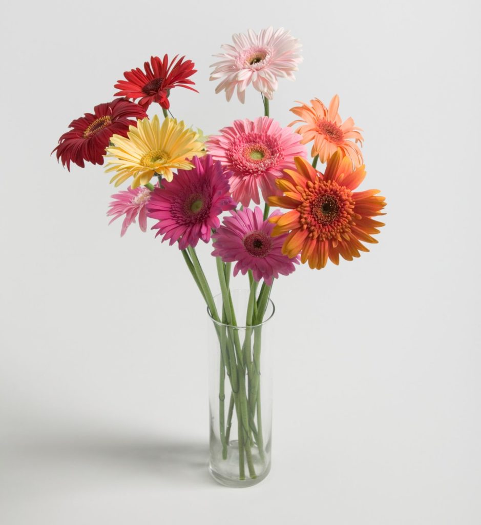 Make Your Space Look And Feel Better With These 12 NASA-Approved Houseplants