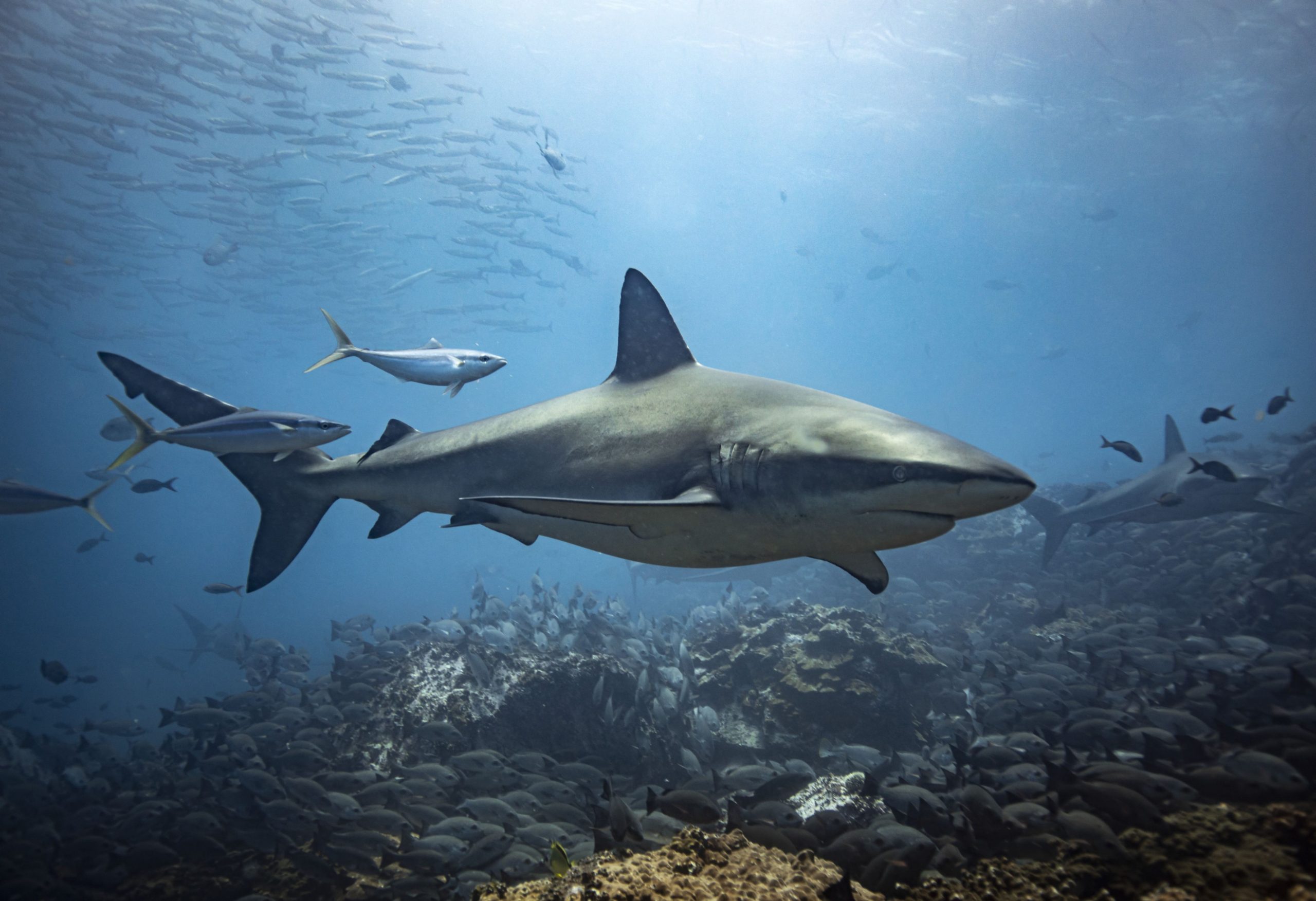 Rolex and Sylvia Earle Mark 40 Years Of Ocean Exploration And Protection